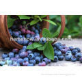 High Quality Wild Blueberry Fruit Seeds